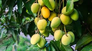 Kesar Mango – Small Size, Packed with Sweetness from the Finest Kesar Mango Trees (10KG)
