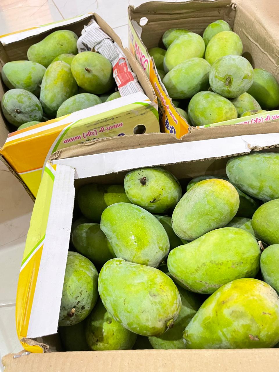 Kesar Mango – Big & Juicy, Fresh from the Kesar Mango Tree (10KG)